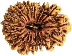 डाऊझिंग पेंडुलम